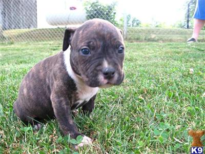 Puppies in COLDWATER